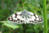 Melanargia galathea